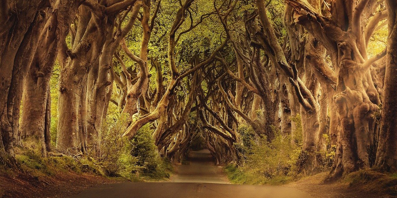 Reviseren van je tekst is een lastige klus waarbij je gemakkelijk de bomen door het bos niet meer ziet.